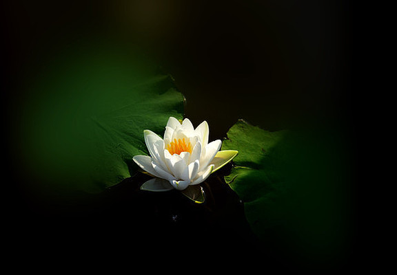 �л���Ҷ�к�֮��