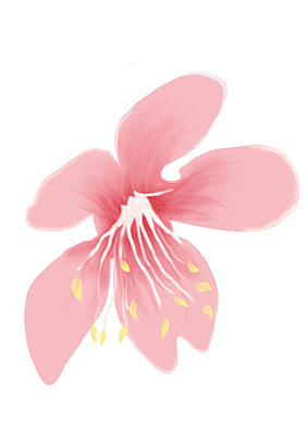 ���� �ֻ�