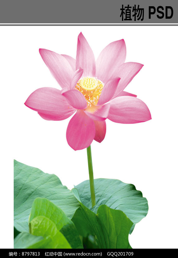 单朵荷花植物ps素材图片