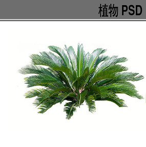 蘇鐵psd植物素材