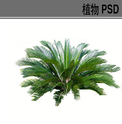 ����ֲ��