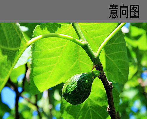 �޻�����