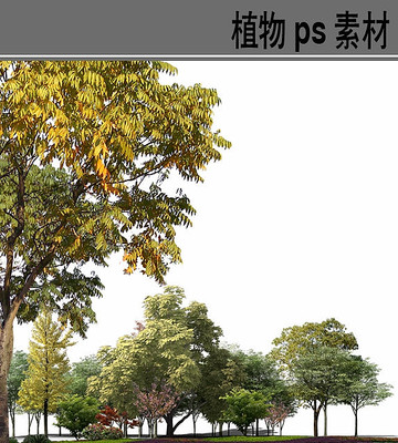 �ֲ�ֲ���ز�