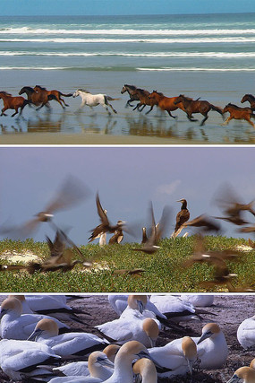 野生动物视频素材 野生动物视频素材