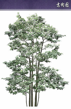 多杆植物立面ps素材