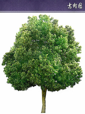 ps手绘素材乔木 石头