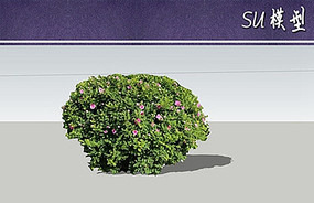 suģ