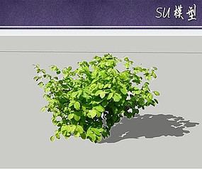 ÷suģ