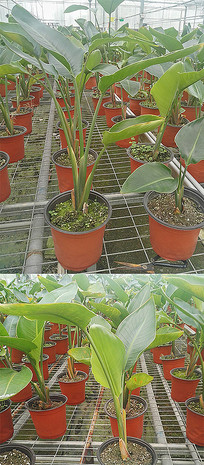 ֲ������չ��