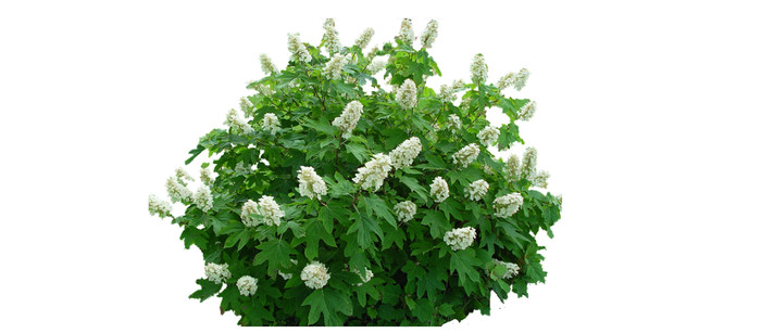 �˽�Ҷ��SUģ��