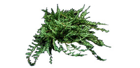 SUģ