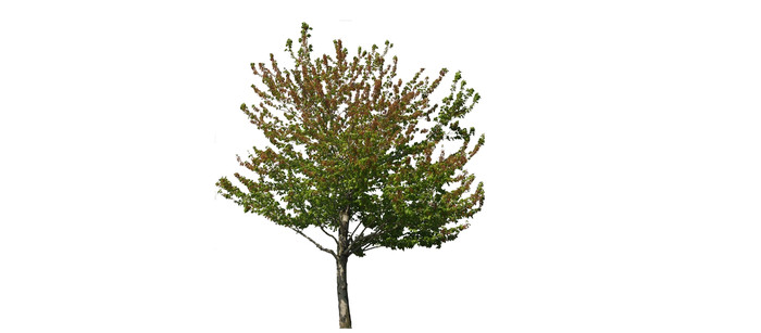 ˫ɫҶ������SUģ�� skp