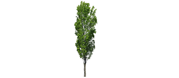 杨树SU模型 杨树SU模型