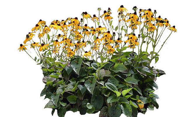 ����SUģ�� skp