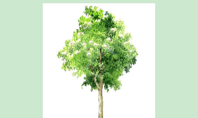 石栗SU模型 石栗SU模型