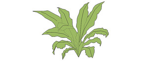 ާֲSUģ