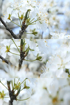 ���Ƶʵ�� mp4