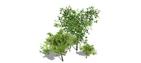 ������ֲSUģ��