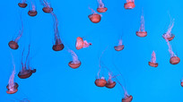 ˮĸζƵز