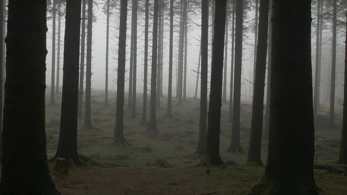 ������ľ��Ƶ�ز�