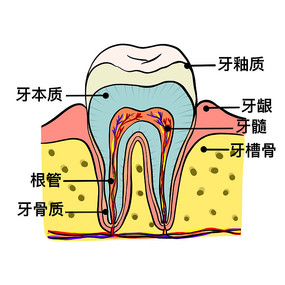 牙齿结构剖面图