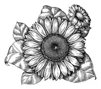 ڰֻտͼ