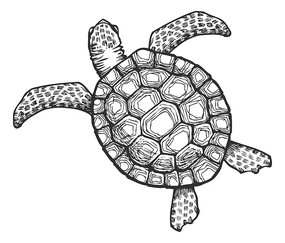 海龟黑白免抠图