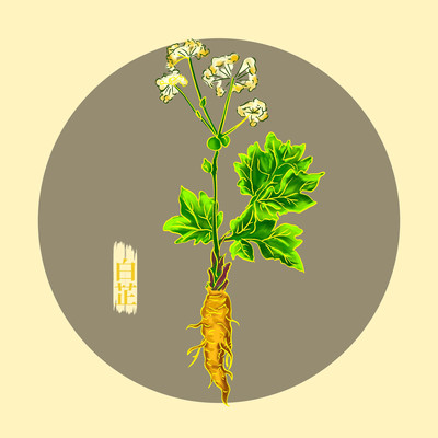 白芷药材插画 白芷药材插画