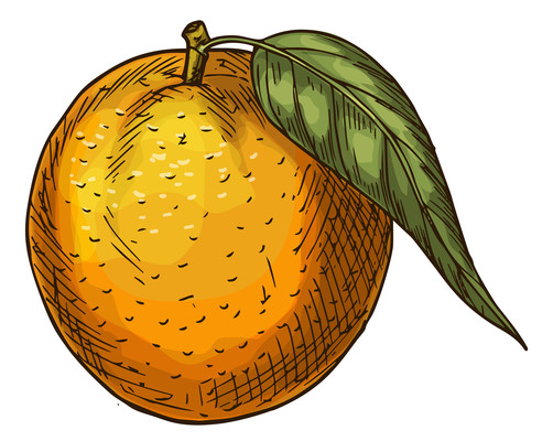 美味香梨插画 美味香梨插画