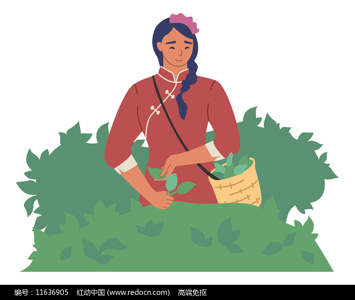 摘茶叶的女孩插画图片
