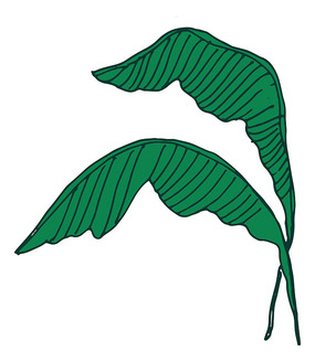 芭蕉叶卡通高清png免抠元素