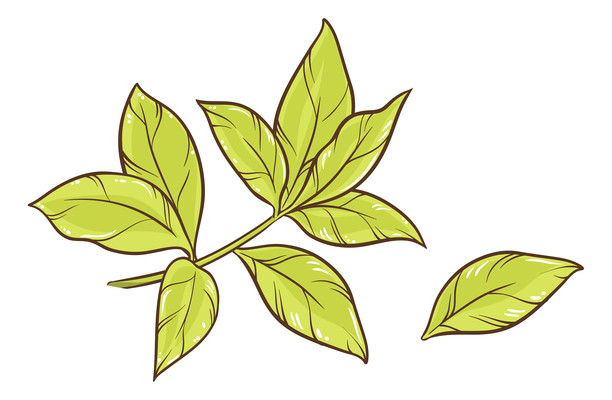 卡通树叶 卡通树叶