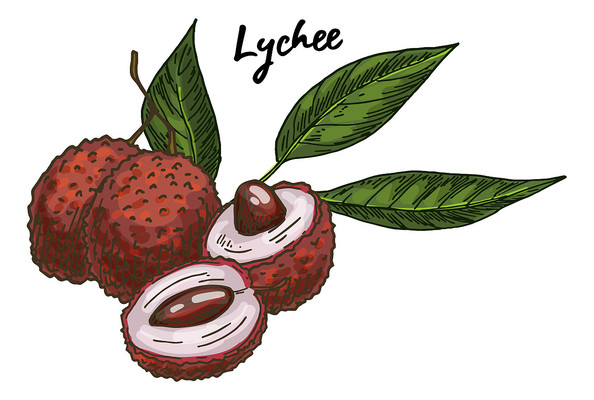 手绘荔枝 手绘荔枝