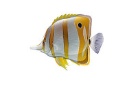 ��ͨ������