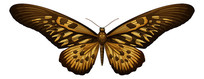 ƺ