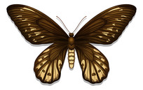 ��ɫ�������