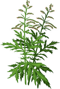 һĵֲֻ