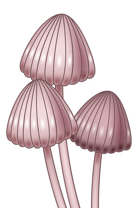 ��ͨ��ɫ�����ˮĸ