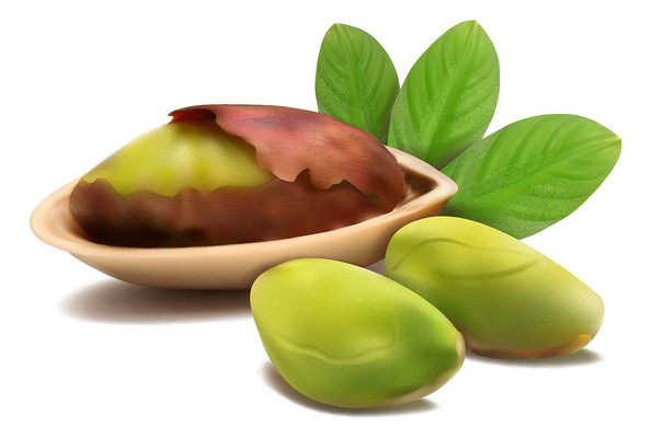 手绘卡通开心果坚果 手绘卡通开心果坚果