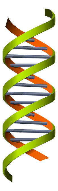 DNAṹ