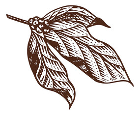 ʻֲ