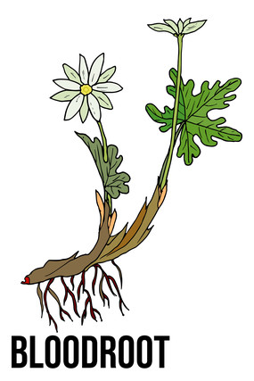 Ѫ����Ԫ��