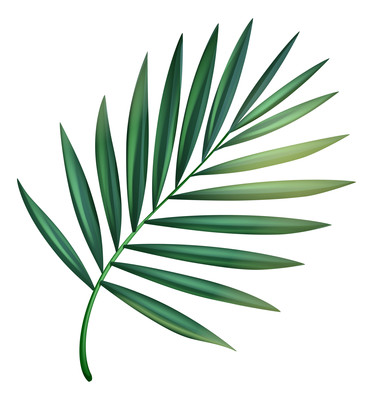 植物苏铁元素 植物苏铁元素