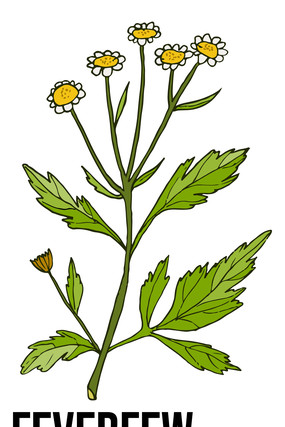 �ױ���Ԫ��