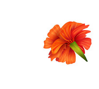 ��ɫ���䱳��չʾ