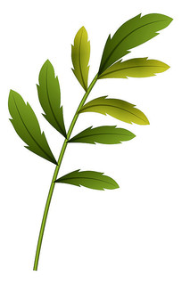 ��Ҷ����չʾͼ