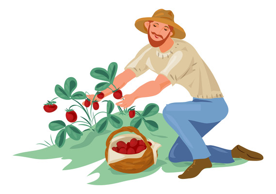 男人在摘西红柿元素 男人在摘西红柿元素