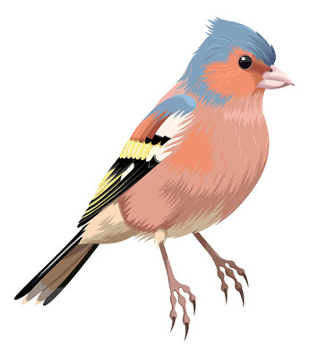 一只燕雀 一只燕雀