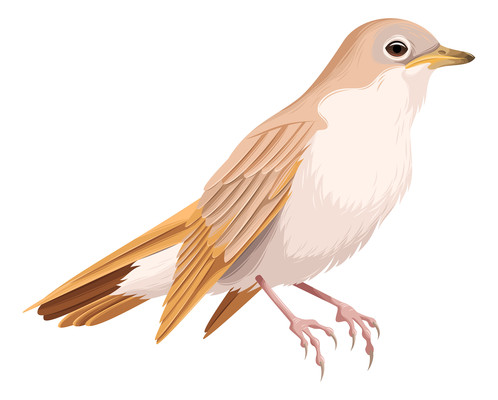 一只夜莺 一只夜莺