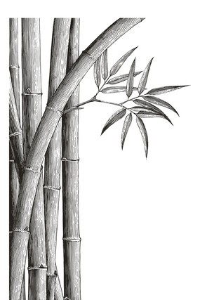 手绘竹子竹节大图 手绘竹子竹节大图